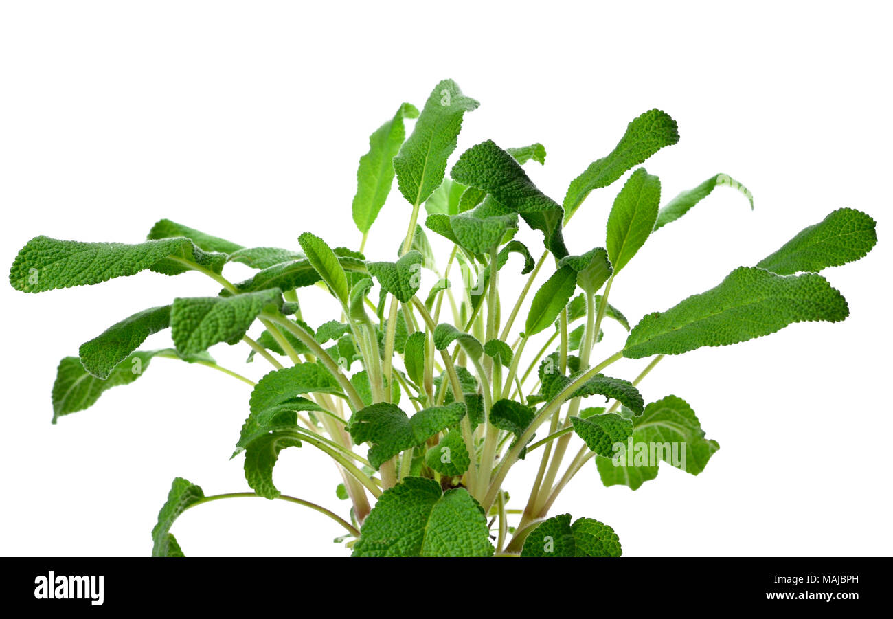 Salvia fresca in un impianto pot. Sage bush o rami, la cottura di erba o la medicina di erbe tema, isolati su sfondo bianco. Foto Stock