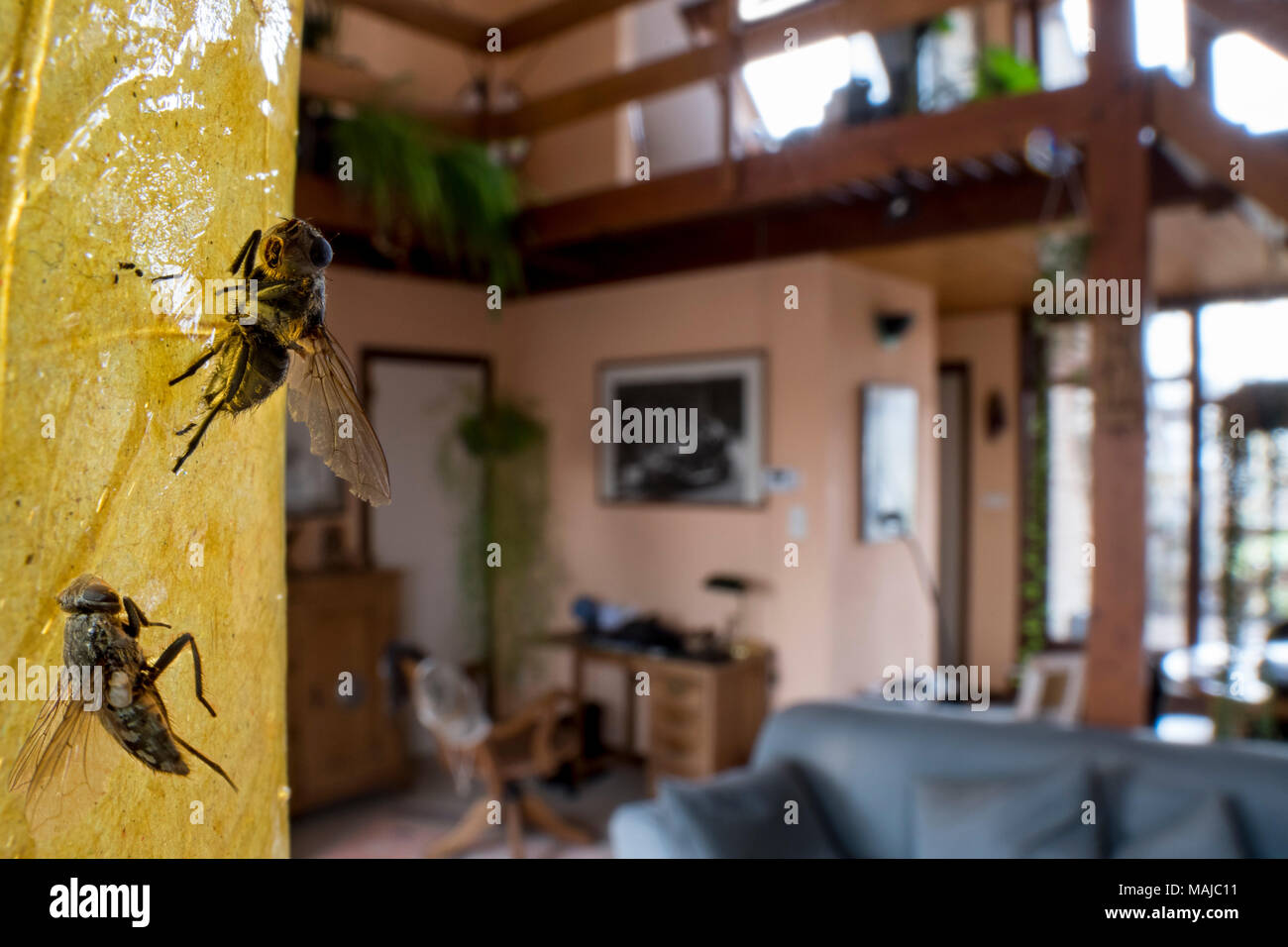 Due morti houseflies / casa vola (Musca domestica) intrappolati in sticky flypaper / nastro fly fly / Nastro di cattura nel salotto di casa Foto Stock