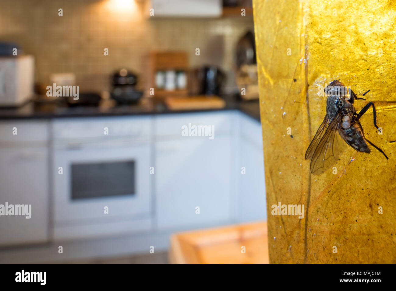 Housefly morto / casa fly (Musca domestica) intrappolati in sticky flypaper / fly ribbon / fly cattura il nastro nella cucina di casa Foto Stock