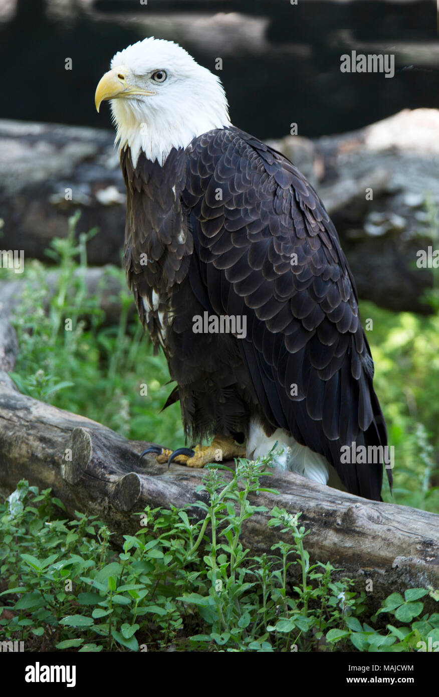 Aquila calva sul log Foto Stock