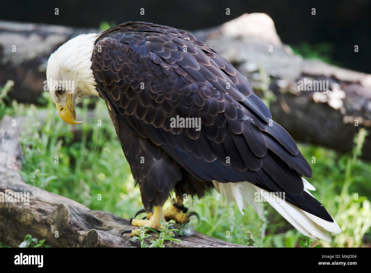 Aquila calva Foto Stock