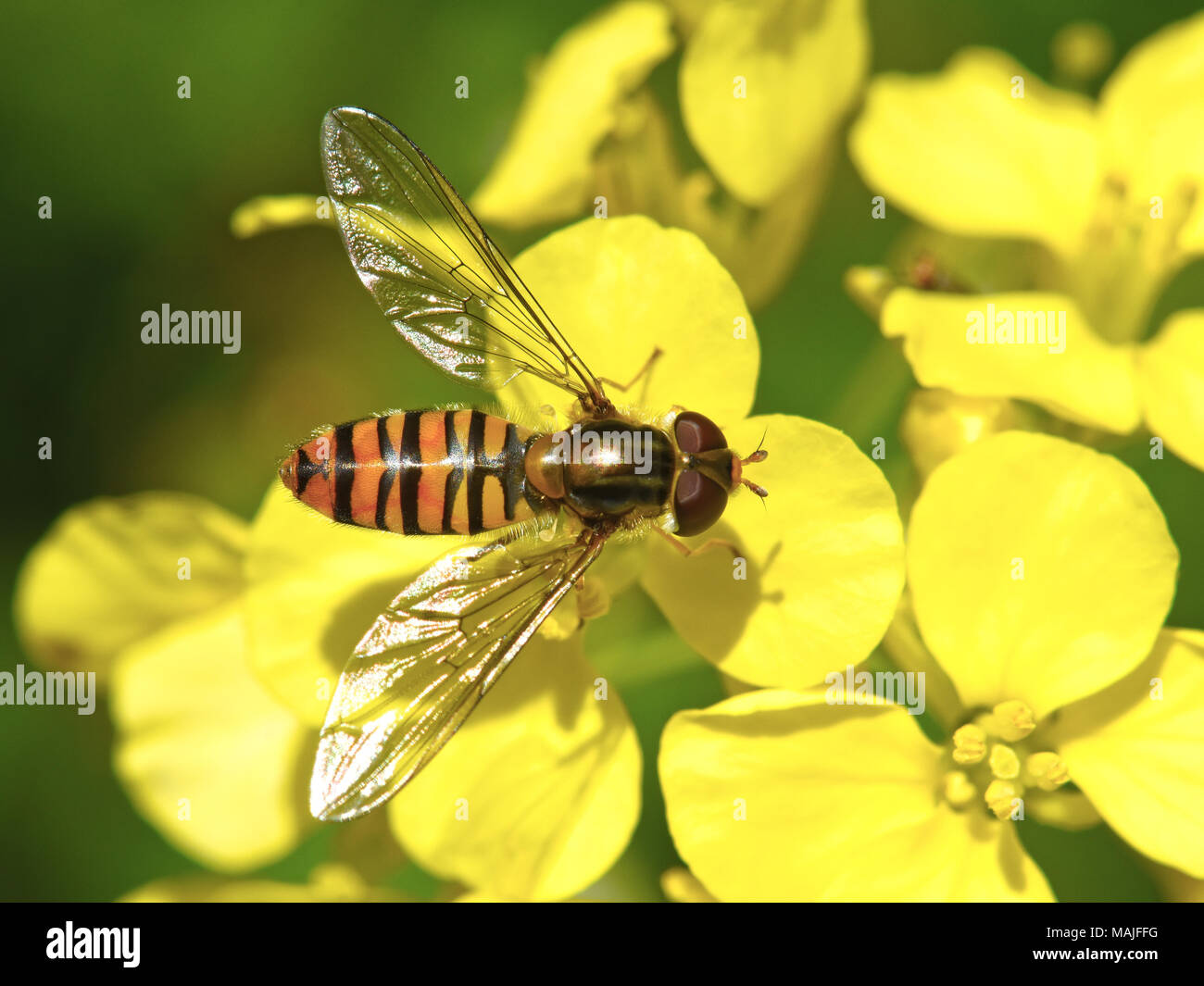 Hover volare sul fiore giallo Foto Stock