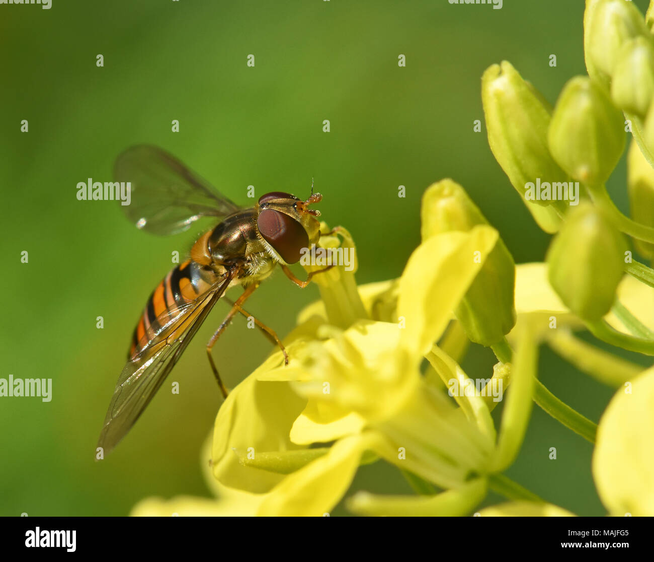 Hover volare sul fiore giallo Foto Stock