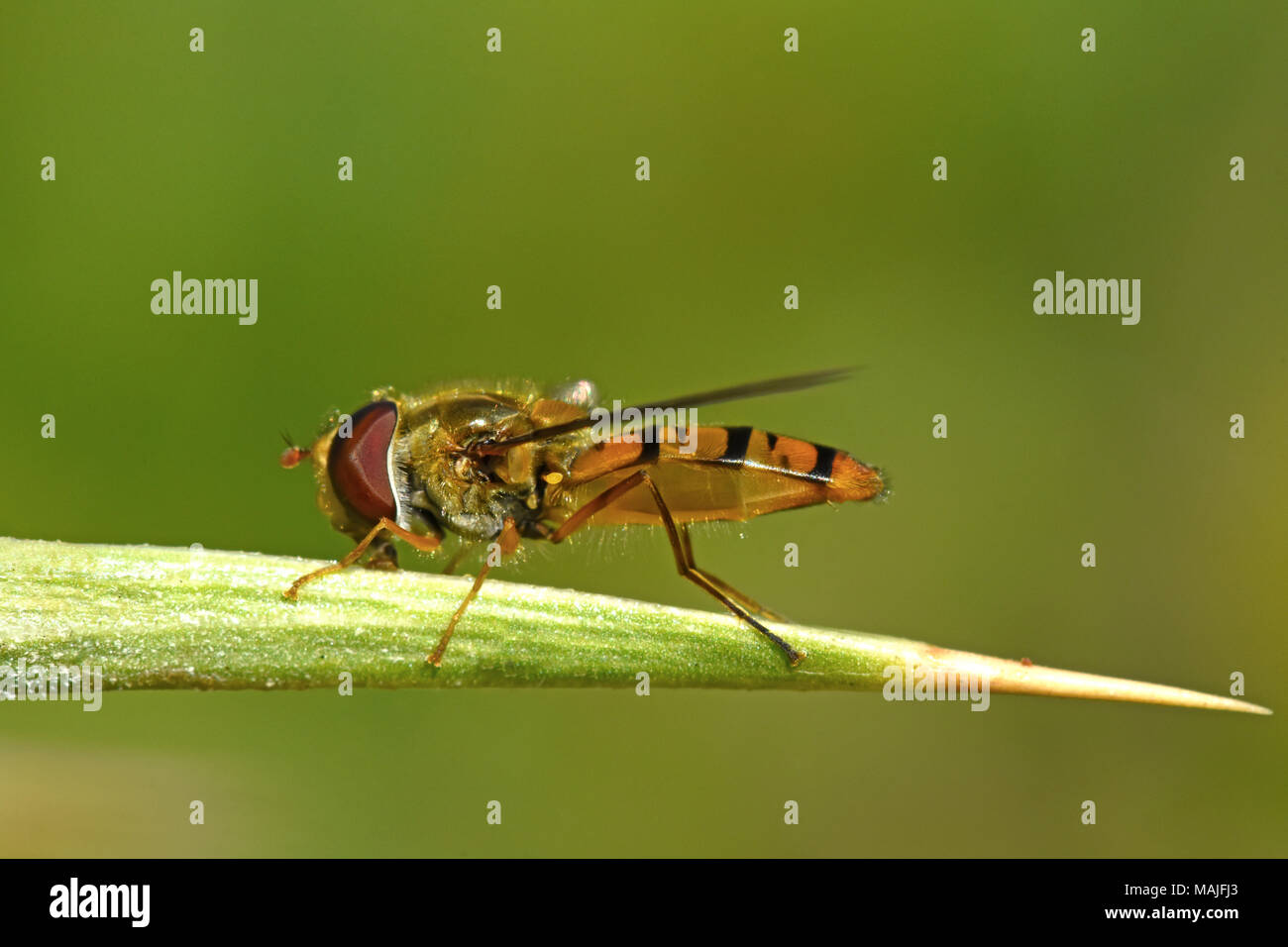 Passare il puntatore del mouse sul fly thorn Foto Stock