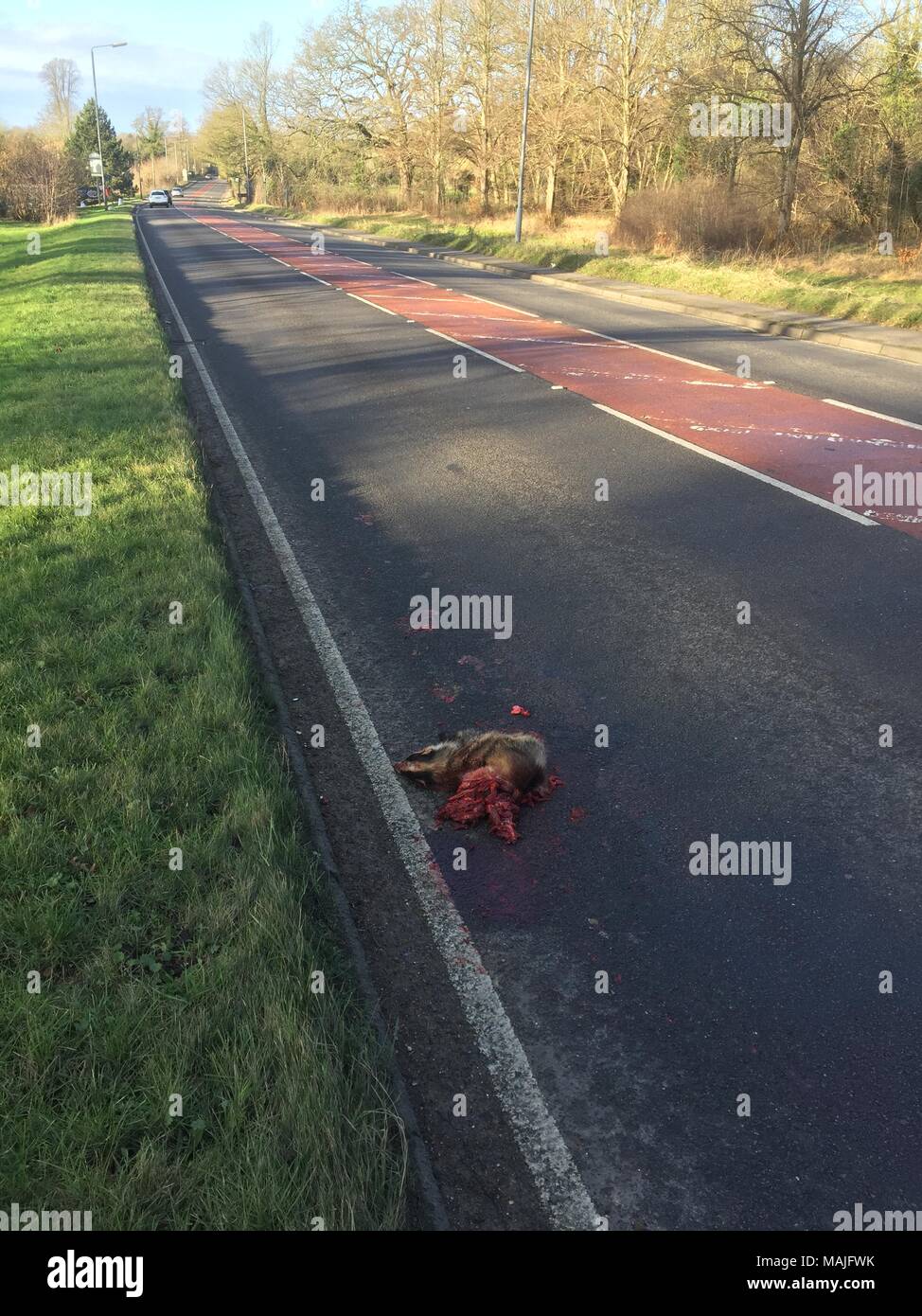 BADGER ROAD KILL sulla A4 vicino a Maidenhead. Foto: Tony Gale Foto Stock