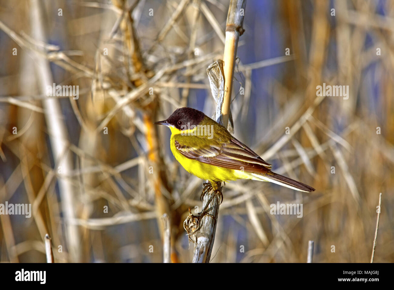 Wagtail giallo, Motacilla flava feldegg Foto Stock