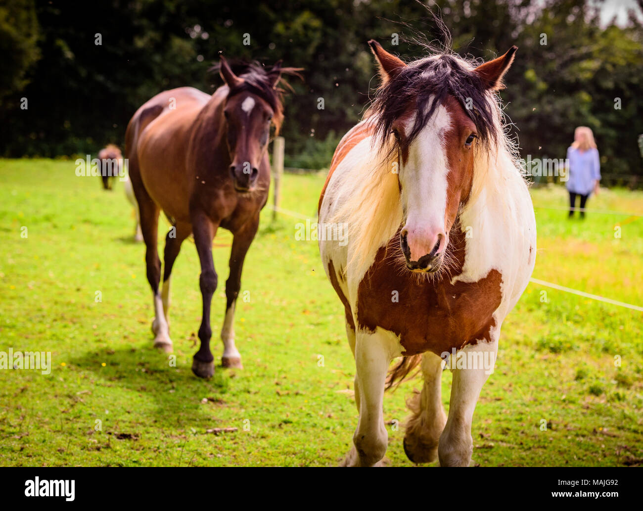 Cavalli in paddock presso il centro di terapia equestre IFEAL a Withyham East Sussex. Foto Stock