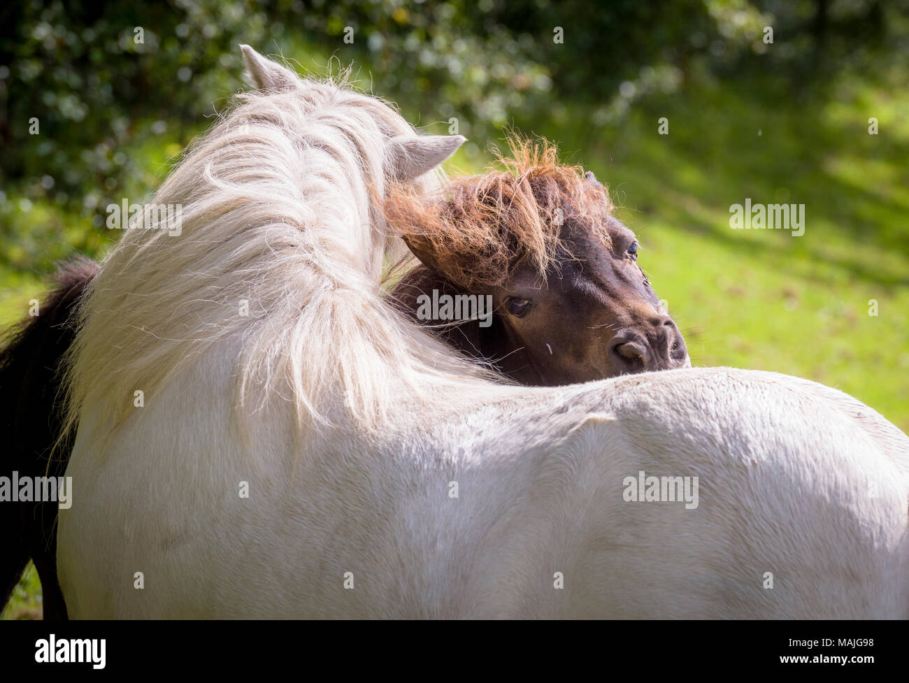 Cavalli in paddock presso il centro di terapia equestre IFEAL a Withyham East Sussex. Foto Stock