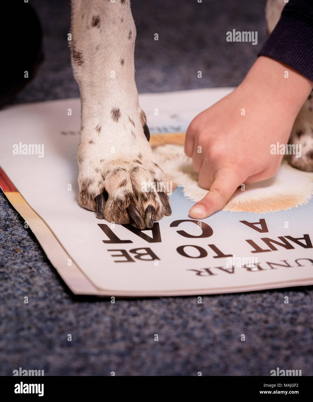 Bambini che sono aiutati da un cane PAT (Animali da terapia) con le loro abilità di lettura. Foto Stock