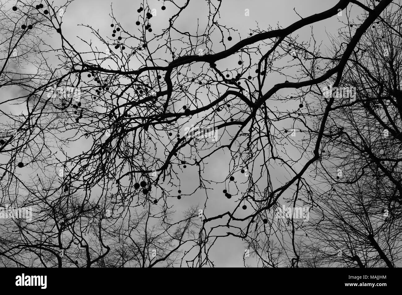 Green a West Hampstead, Camden, London Foto Stock