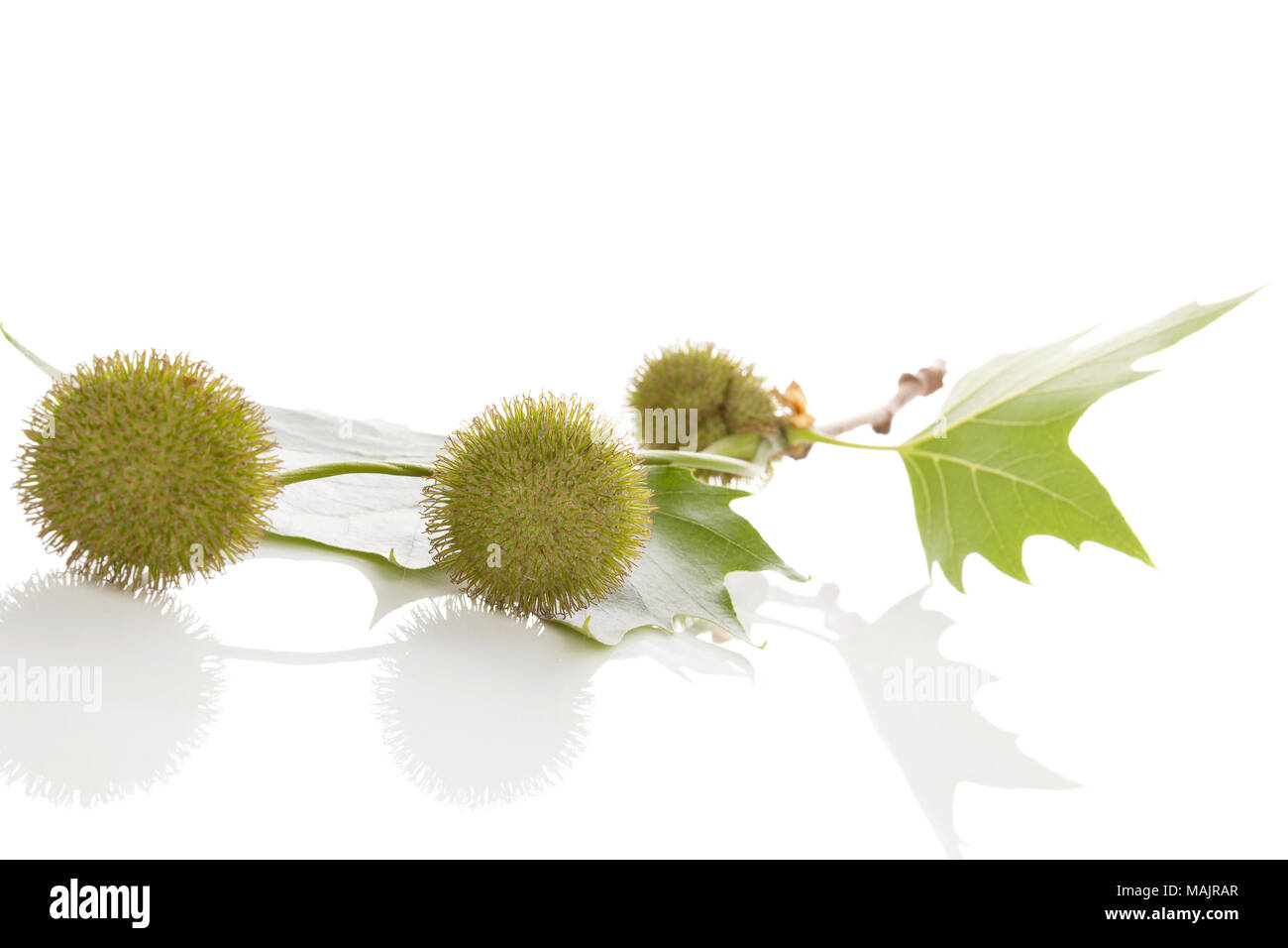 Fioriture di Londra Planetree con foglie isolati su sfondo bianco. Foto Stock
