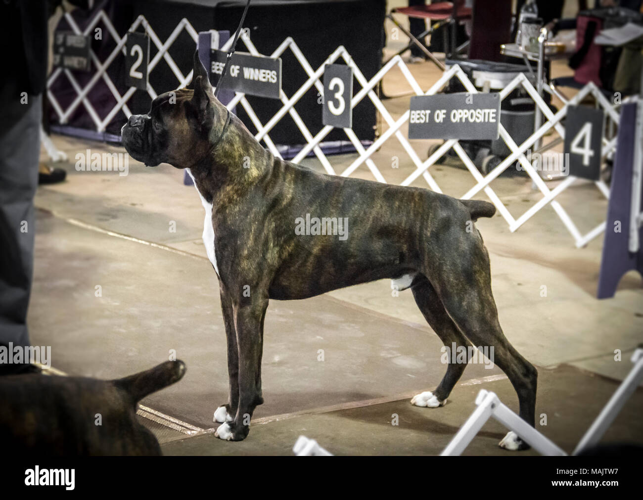 Un cane boxer impilati nell'anello in corrispondenza di un dog show Foto Stock