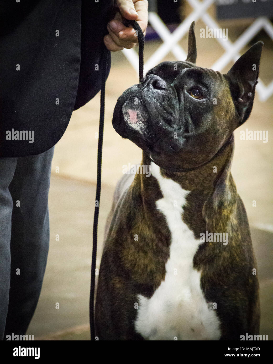 Un cane boxer essendo attento al suo gestore eventi in un dog show Foto Stock