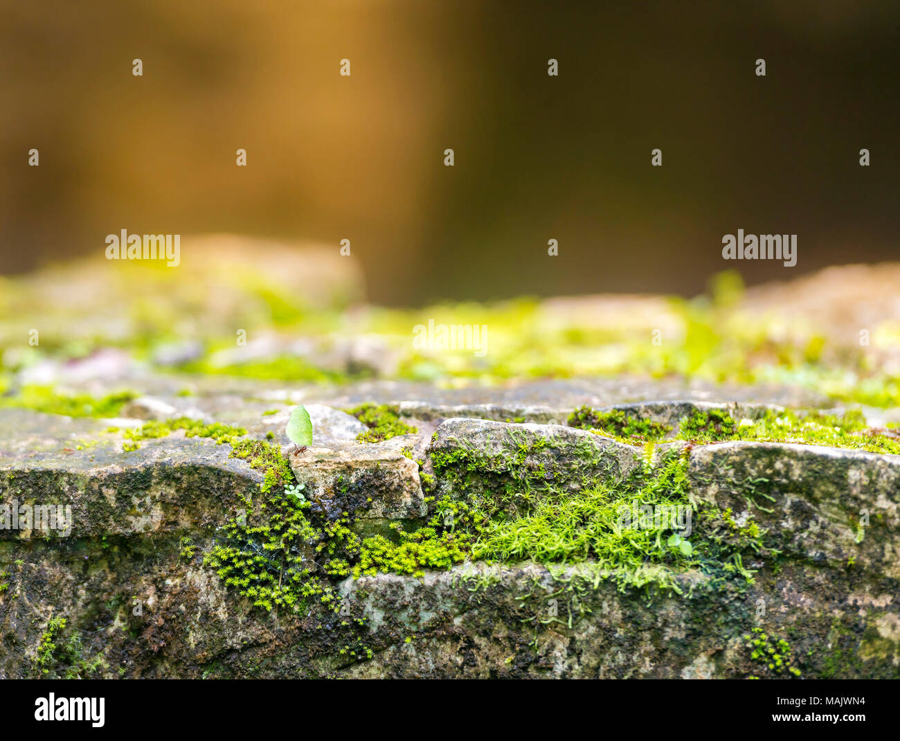 Leafcutter ant e verde muschio su antiche parete di roccia Foto Stock