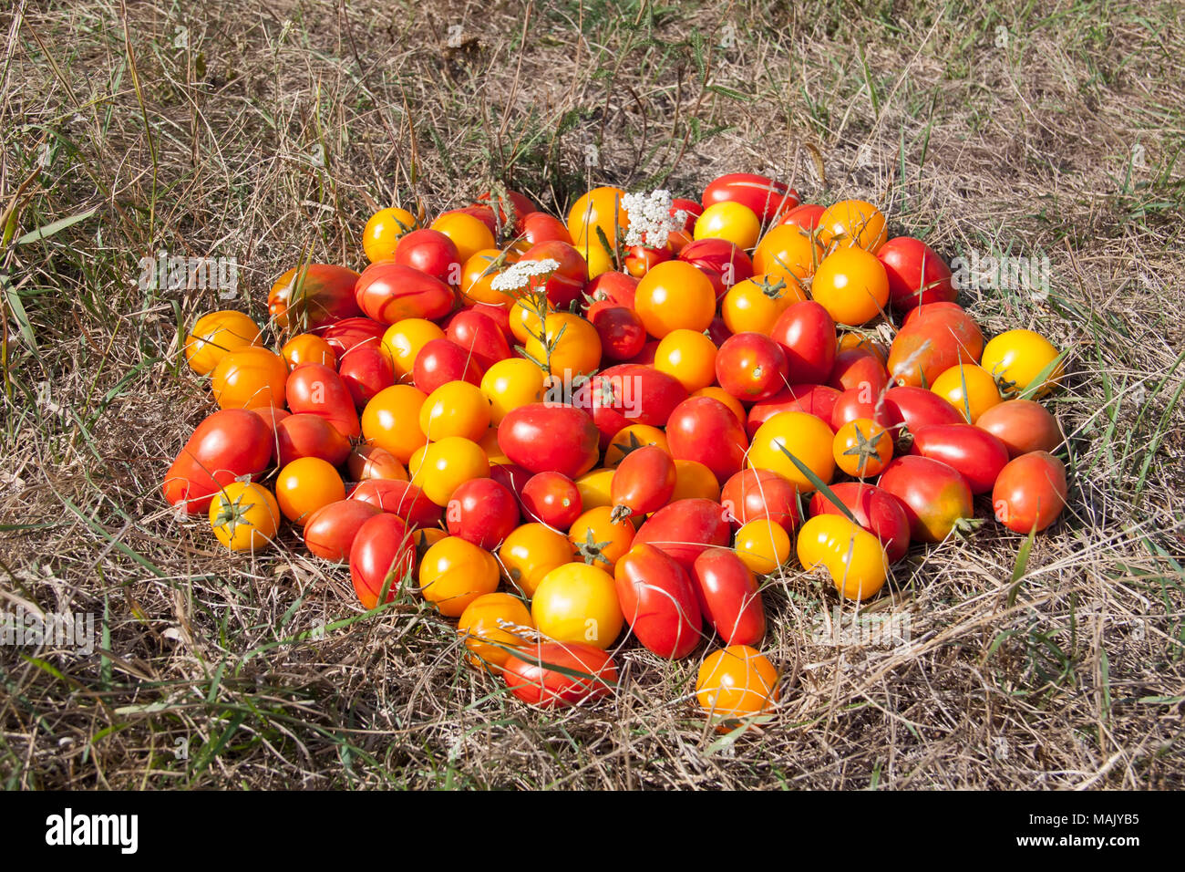 Diversi tipi di pomodori in un'erba. Foto Stock