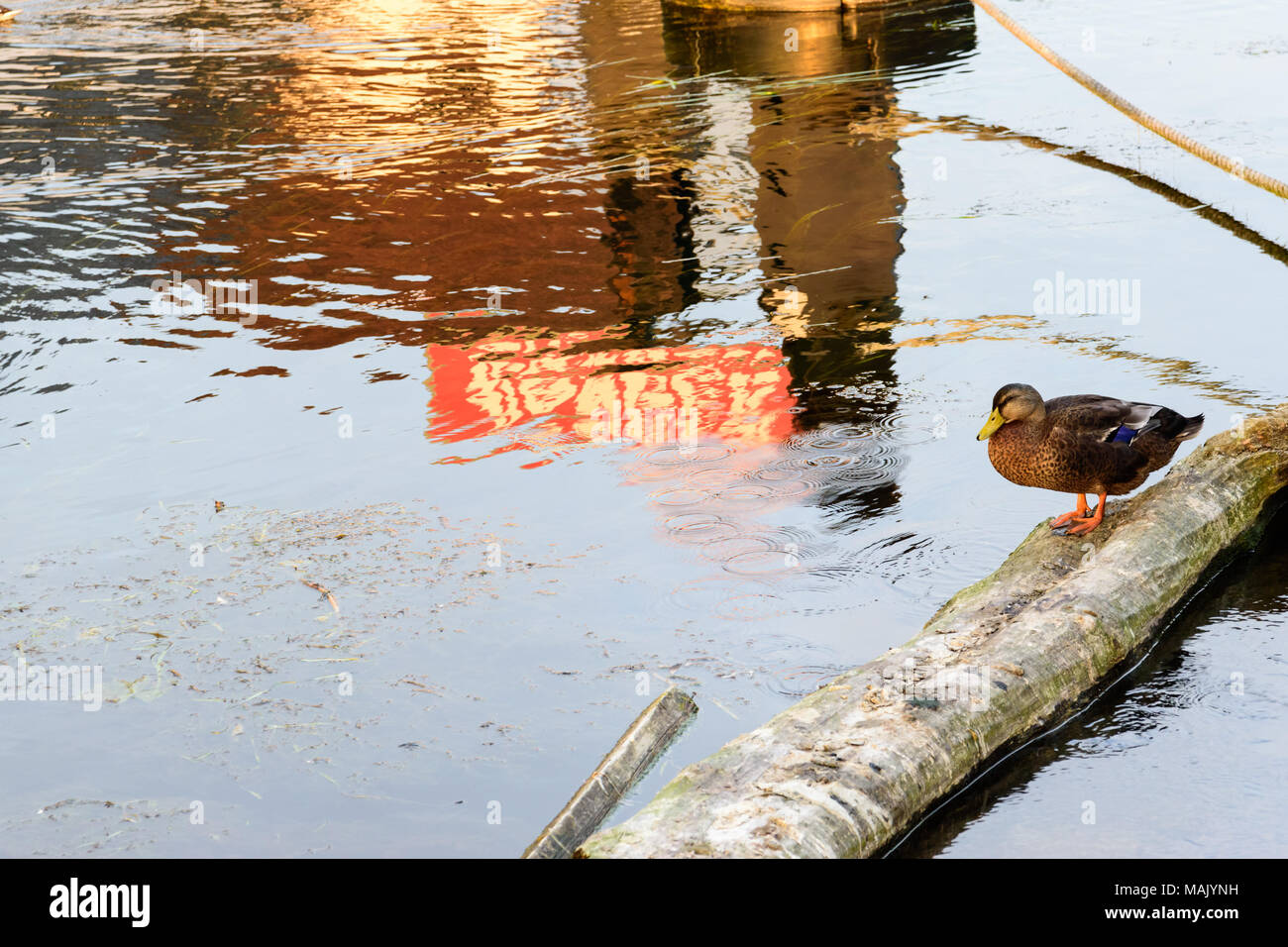 Un anatra in appoggio su un log in il Fiume Tamigi Foto Stock