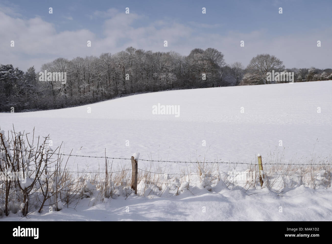 Una coperta di neve campo nel mese di marzo con un recinto di filo spinato. Bedgebury Forest, Kent, Inghilterra. Regno Unito. Foto Stock