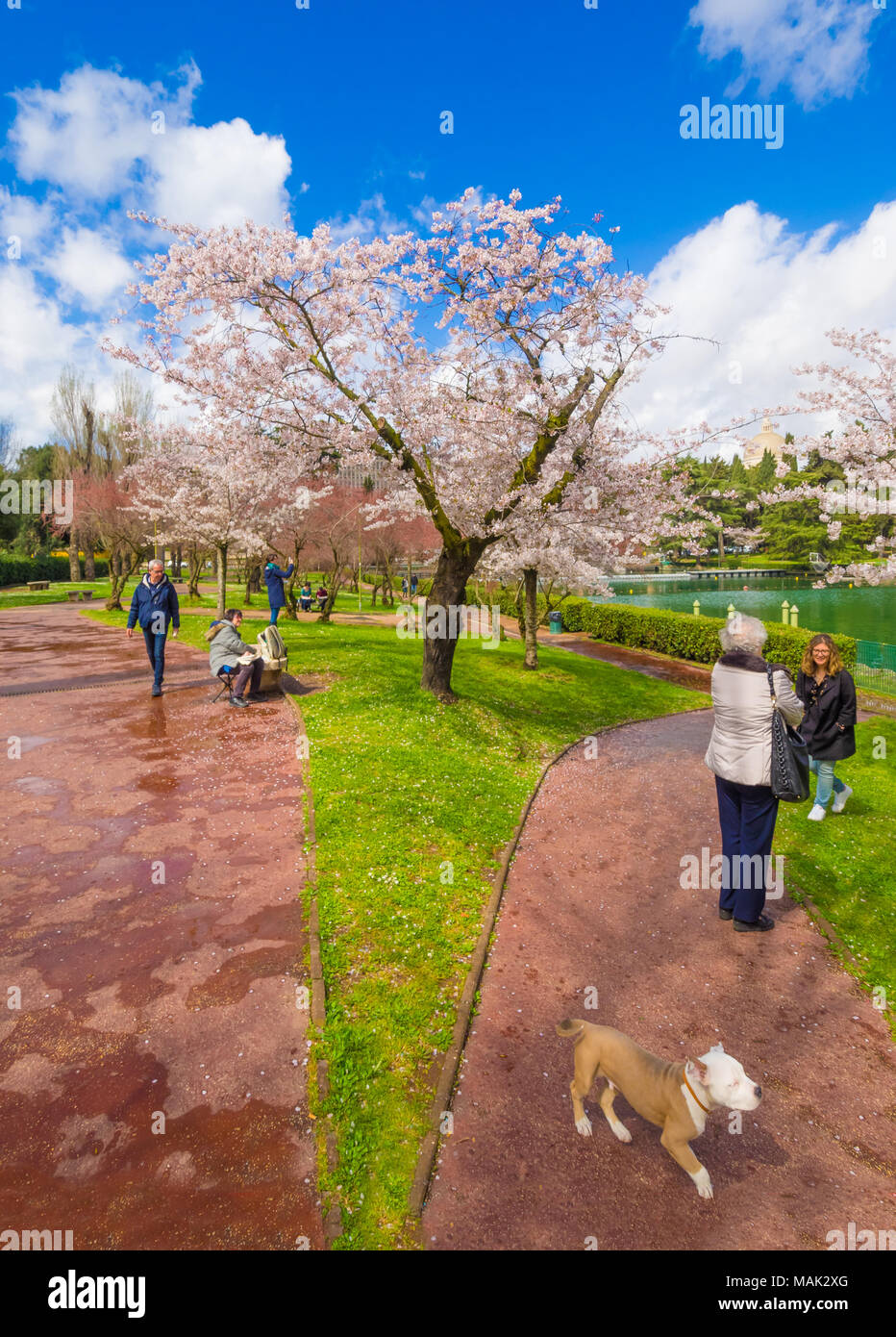 Roma, Italia - La molla la fioritura dei ciliegi giapponesi, chiamato Hanami, nel parco dell'EUR lago artificiale, moderno distretto a sud di Roma Foto Stock