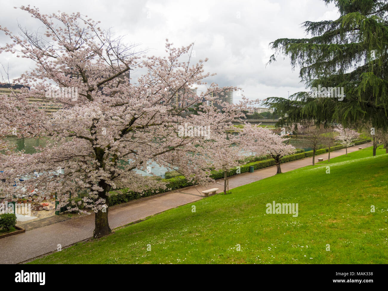 Roma, Italia - La molla la fioritura dei ciliegi giapponesi, chiamato Hanami, nel parco dell'EUR lago artificiale, moderno distretto a sud di Roma Foto Stock