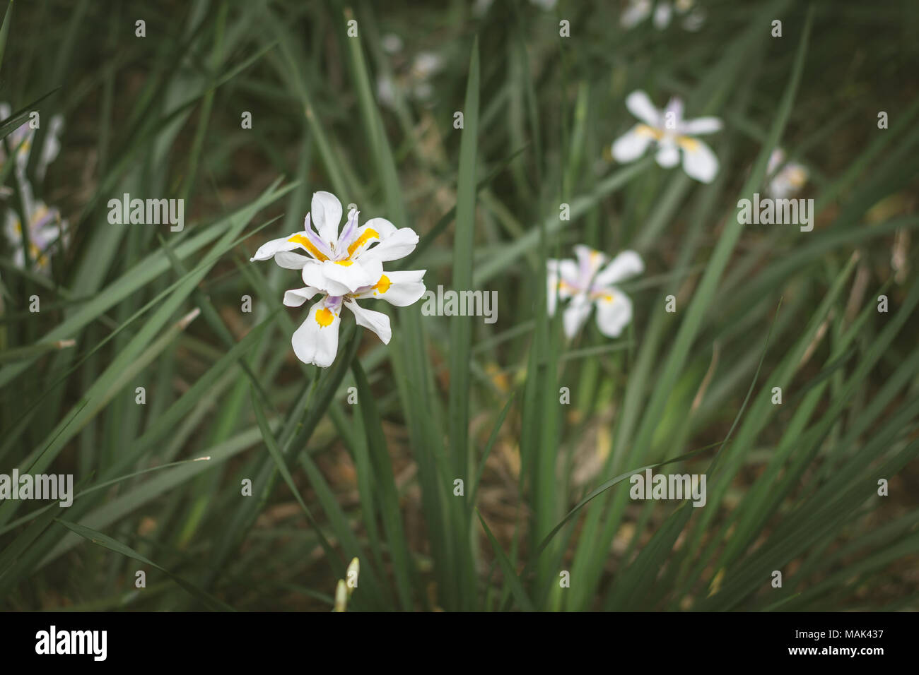 Chiudere su di un fiore nel parco Foto Stock