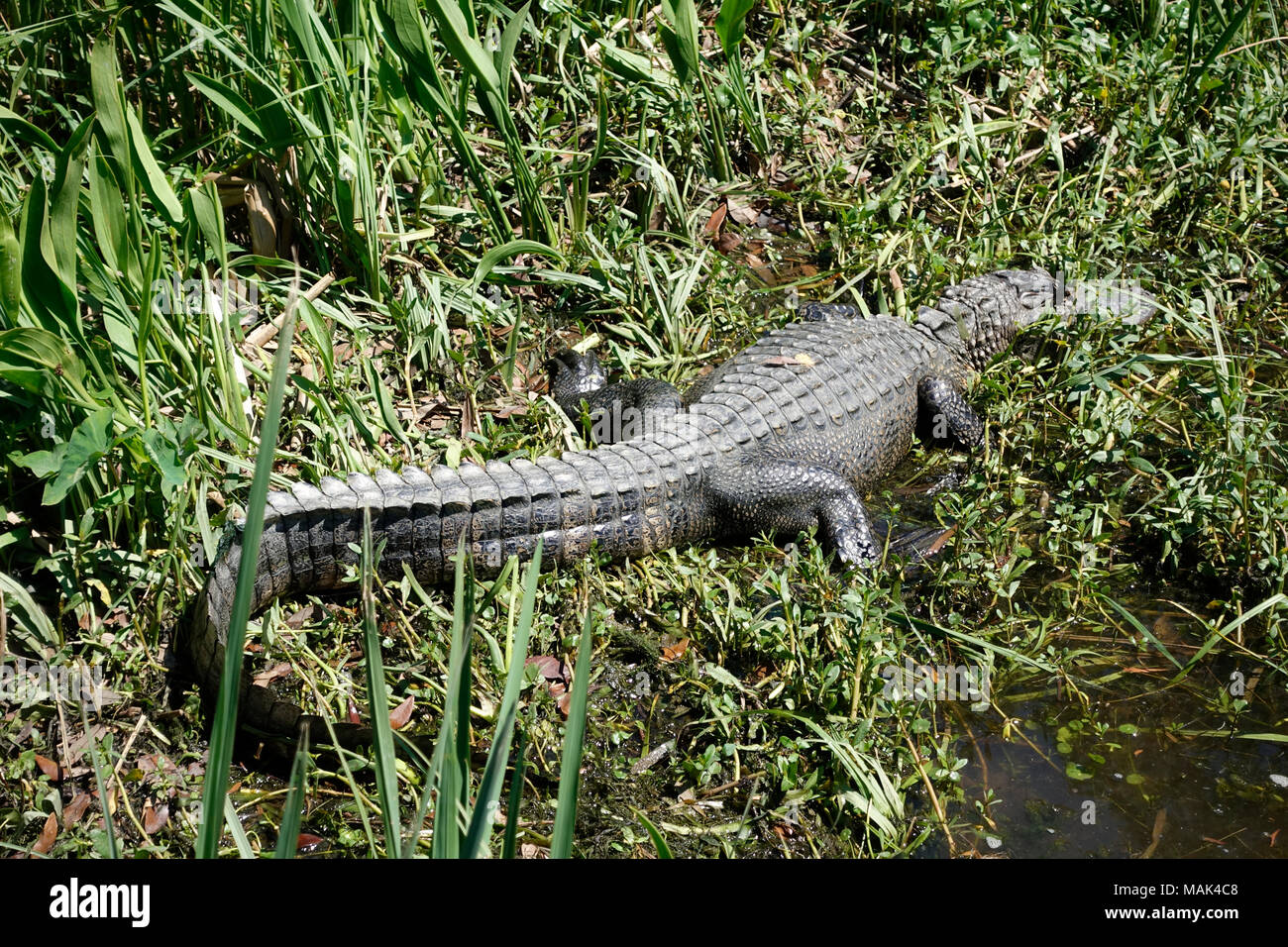 Un alligatore sulla riva in Bataria preservare, Louisiana Foto Stock