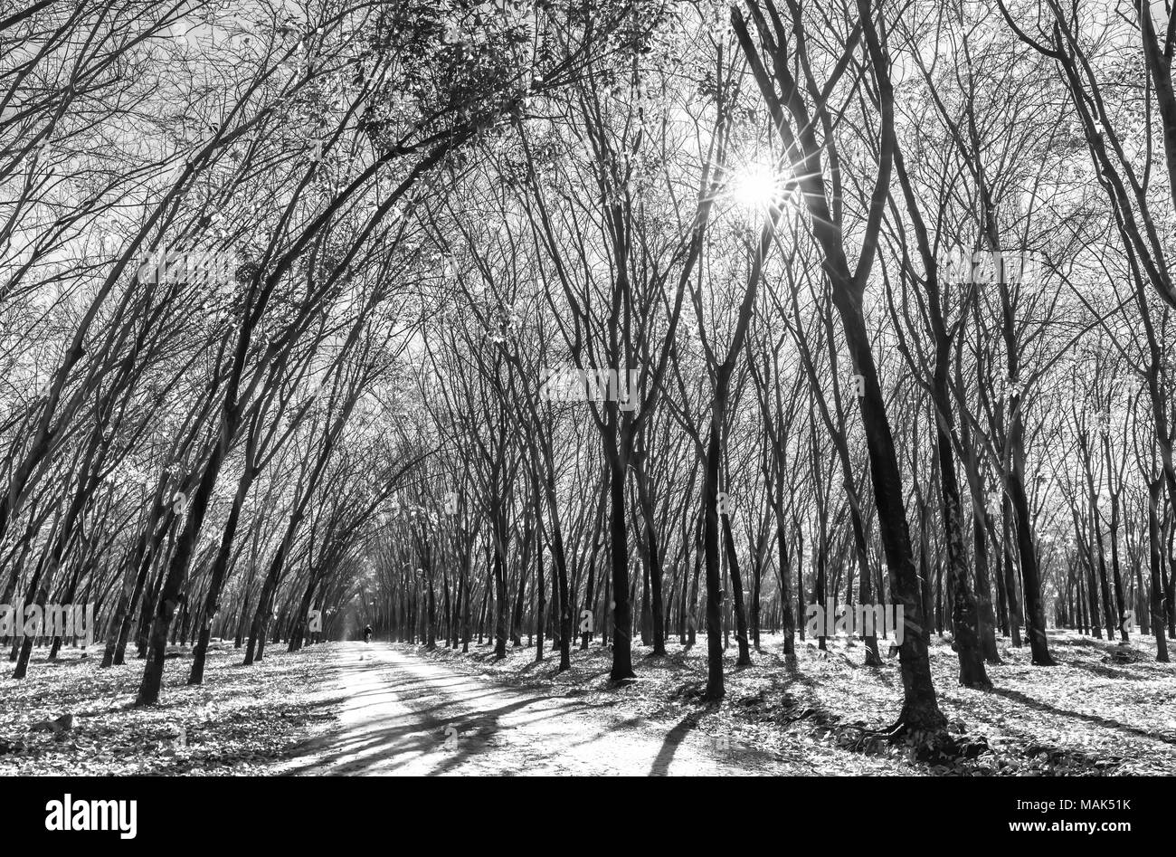 Percorso di stagione in gomma cambiare lascia con alberi allineati su strada sterrata che conduce in giù a orizzonte così bella. Ogni anno quando le foglie di autunno cambiare Foto Stock