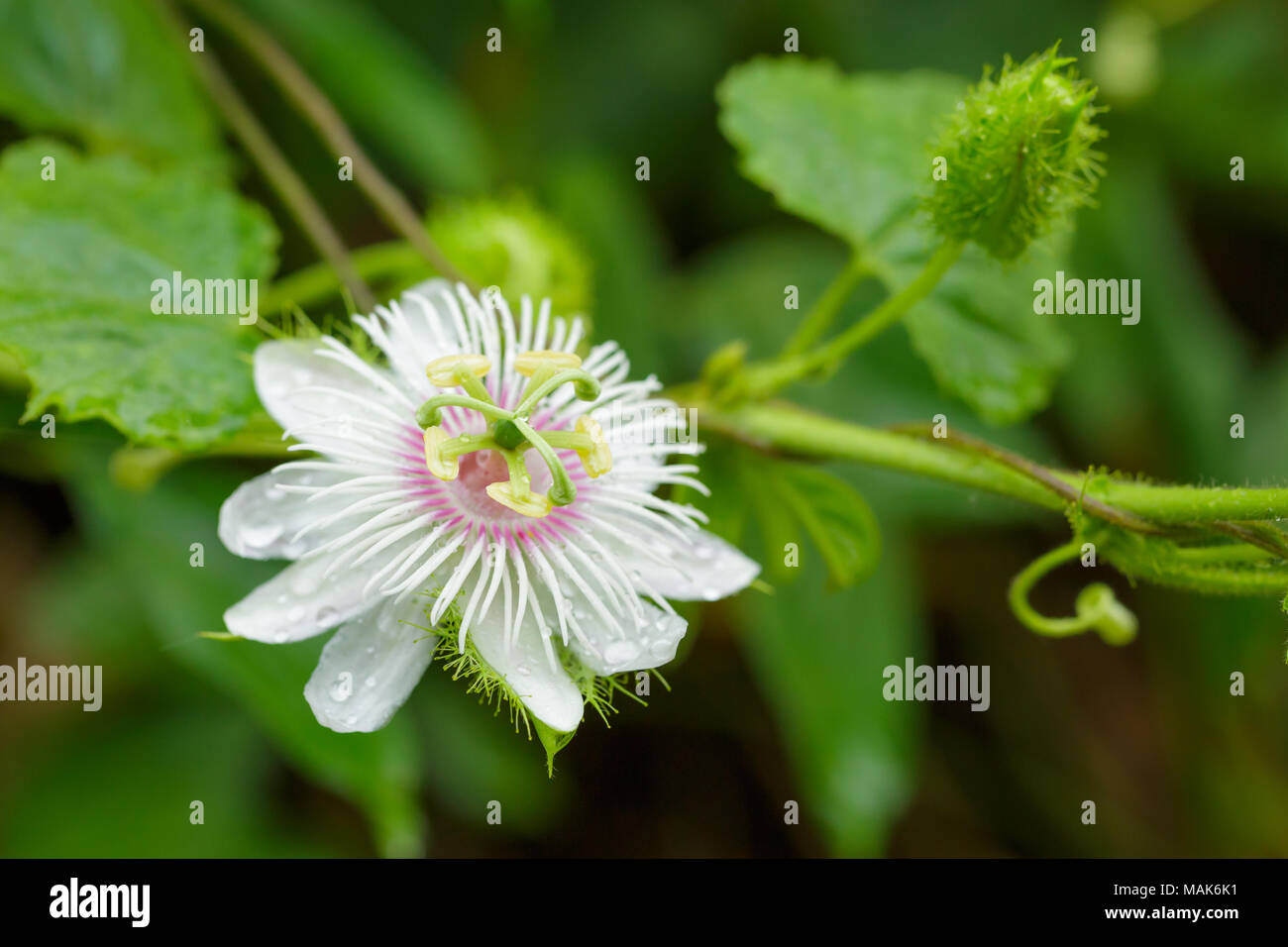 Frutti della passione fiore Foto Stock