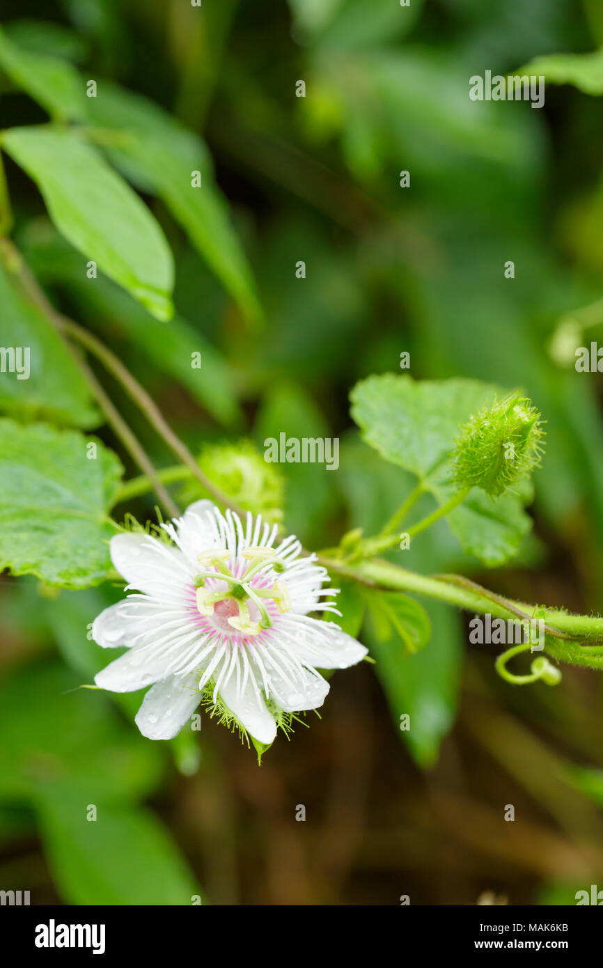 Frutti della passione fiore Foto Stock