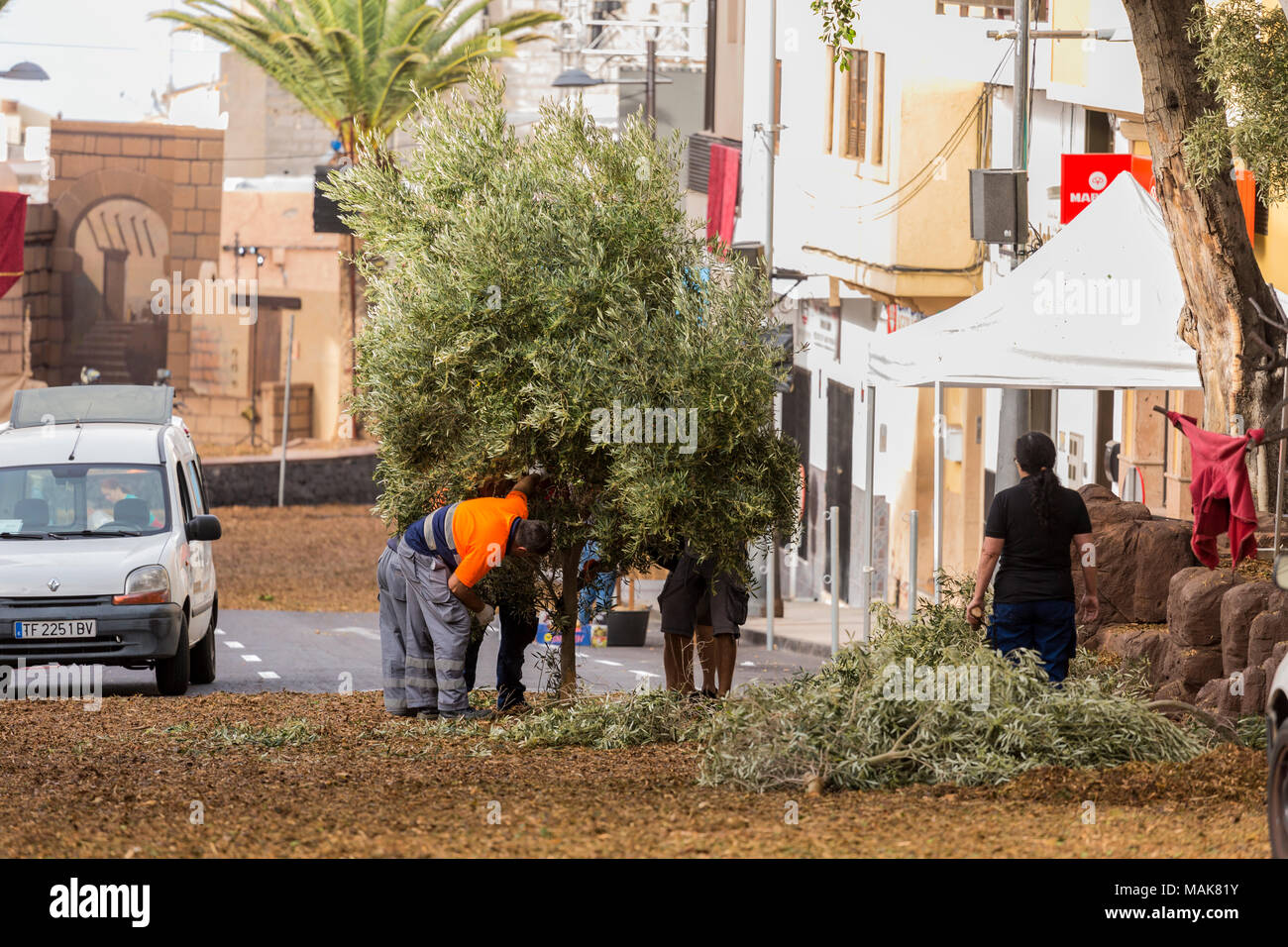 Scene essendo impostati per l annuale Venerdì Santo Passion Play in Calle Grande, installazione di arbusti per il giardino della fase Gethsamene, Adeje, tener Foto Stock