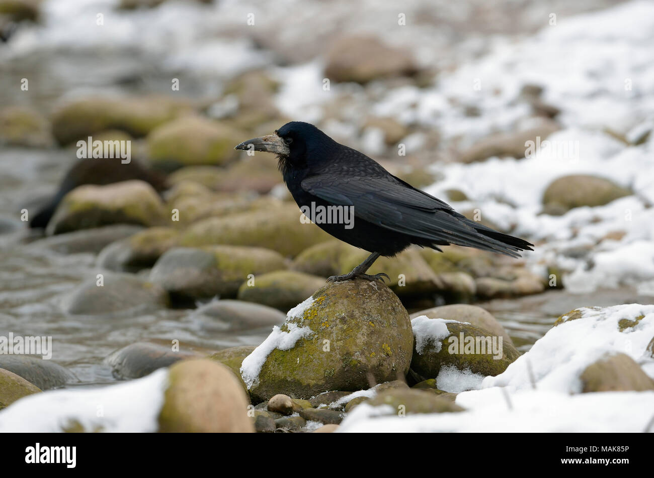 Rook - Corvus frugilegus su roccia da acqua nella neve Foto Stock