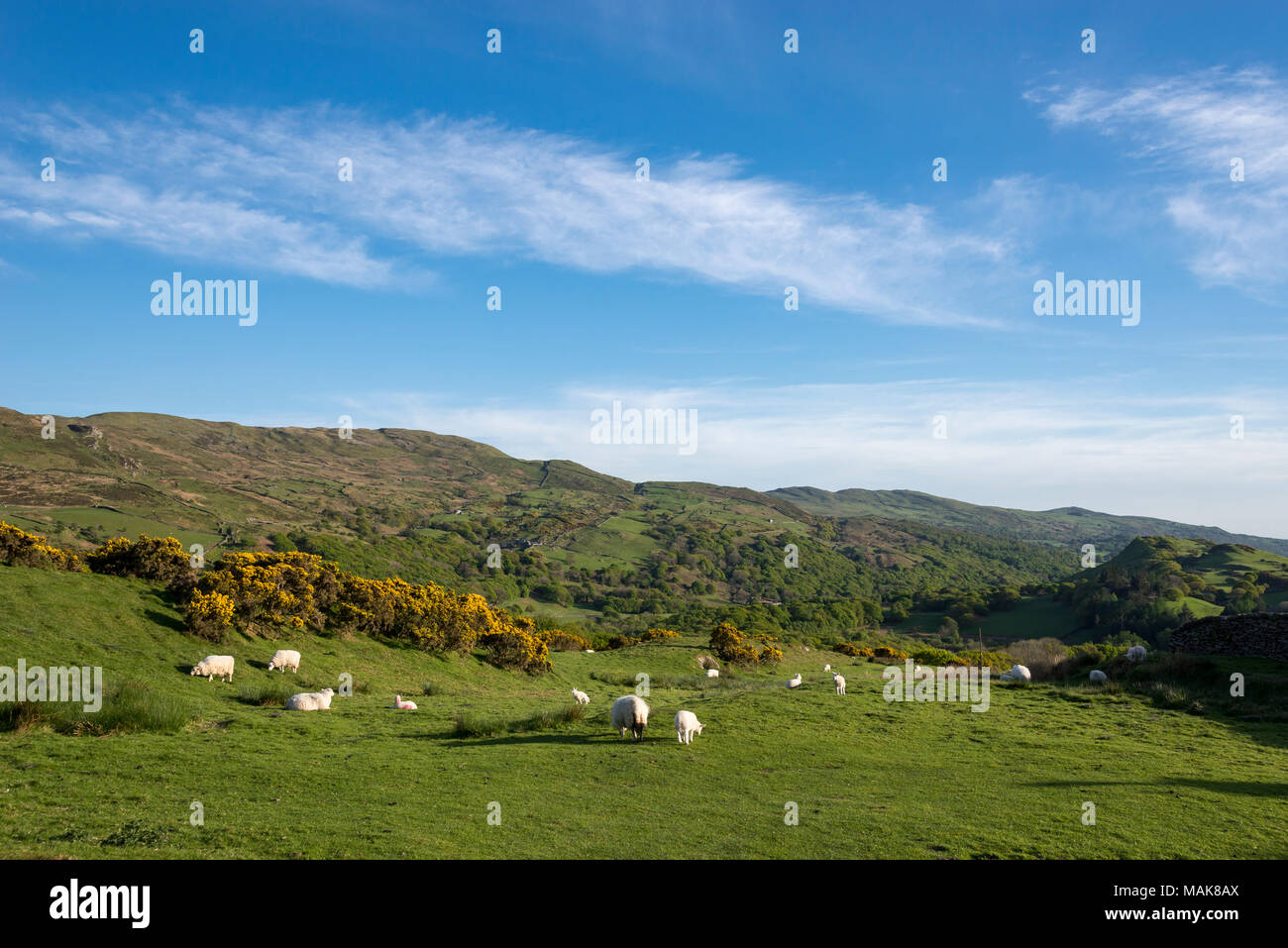 Pecore al pascolo sulle colline vicino a Harlech in Snowdonia, il Galles del Nord. Un bel pomeriggio di primavera. Foto Stock