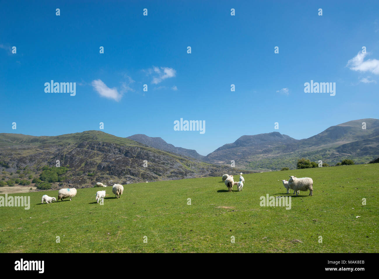 Pecore al pascolo sulle colline e montagne di Snowdonia su una soleggiata giornata di primavera. Vista la Rhinogs e Cwm Nantcol vicino Llanbedr, Gwynedd. Foto Stock