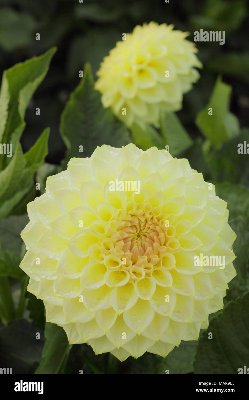 Dahlia 'Cream Diane' Fiore in pieno boom, tarda estate, REGNO UNITO Foto Stock