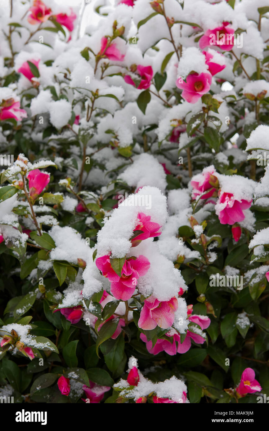 Camellia arbusto con fiori di colore rosa ricoperta di neve di primavera in un giardino suburbano nell Inghilterra del sud Foto Stock