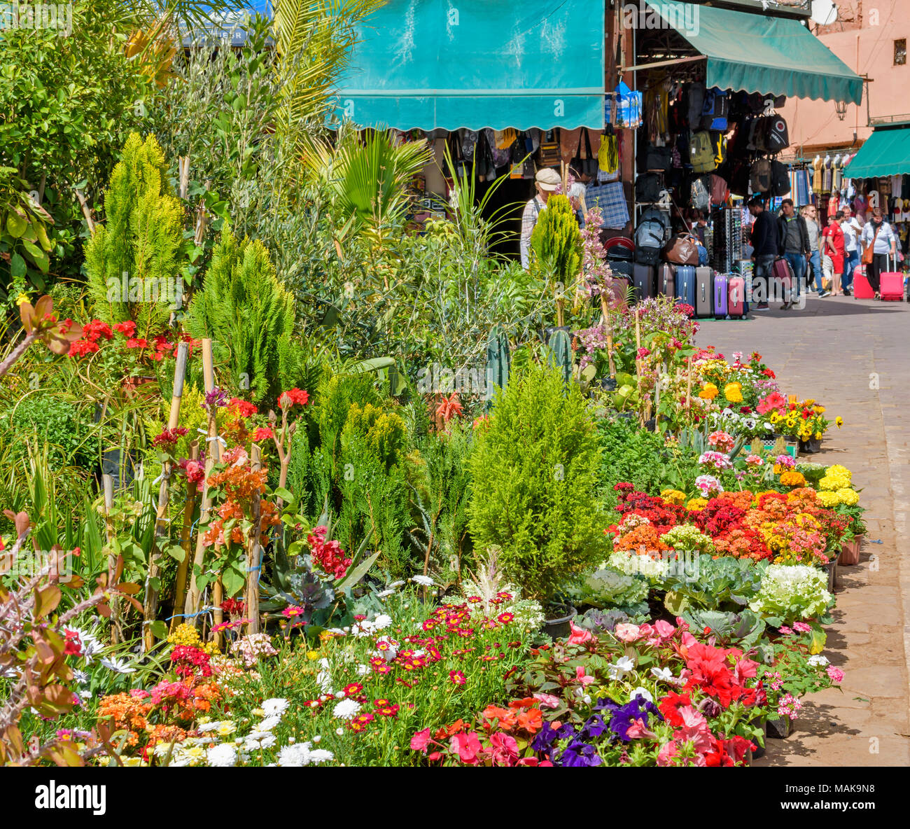 Il Marocco Marrakech Jemaa el Fna giardino di fiori e piante in vendita Foto Stock