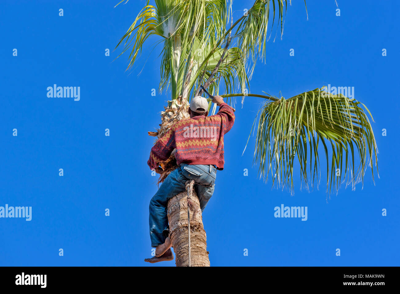 Il Marocco Marrakech l uomo alla sommità di un alto Palm Tree il taglio delle fronde di palma con una lama a gancio Foto Stock