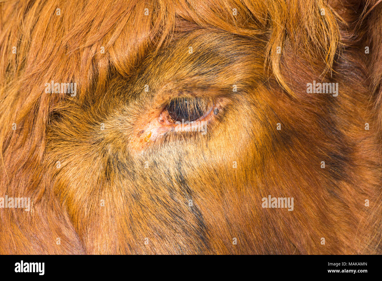 Abstract close up dettaglio dell occhio e ciglia di Highland bovini mucca nell isola di Skye in Scozia, nel Regno Unito nel mese di marzo Foto Stock