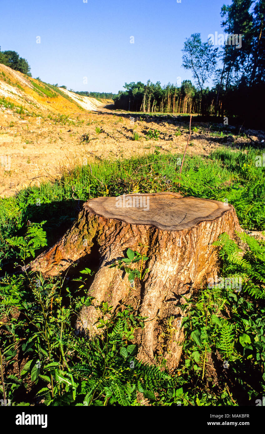 La deforestazione, ceppo di albero, 10000 maturi alberi distrutti, Newbury Bypass percorso, Newbury, Berkshire, Inghilterra, GB, UK. Foto Stock