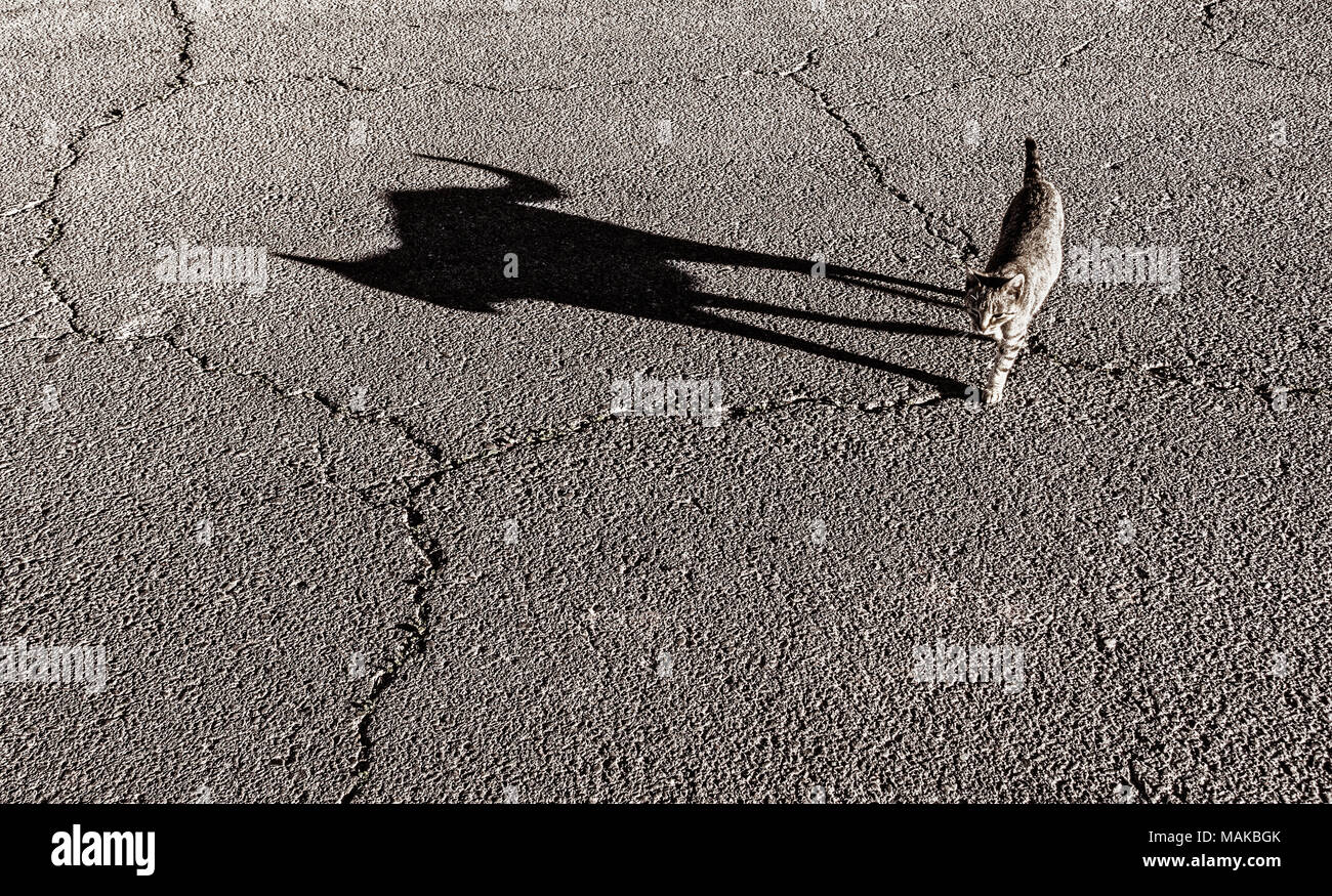 Gatto incrocio stradale. Ombra che cade su di tarmac incrinato/superficie stradale Foto Stock