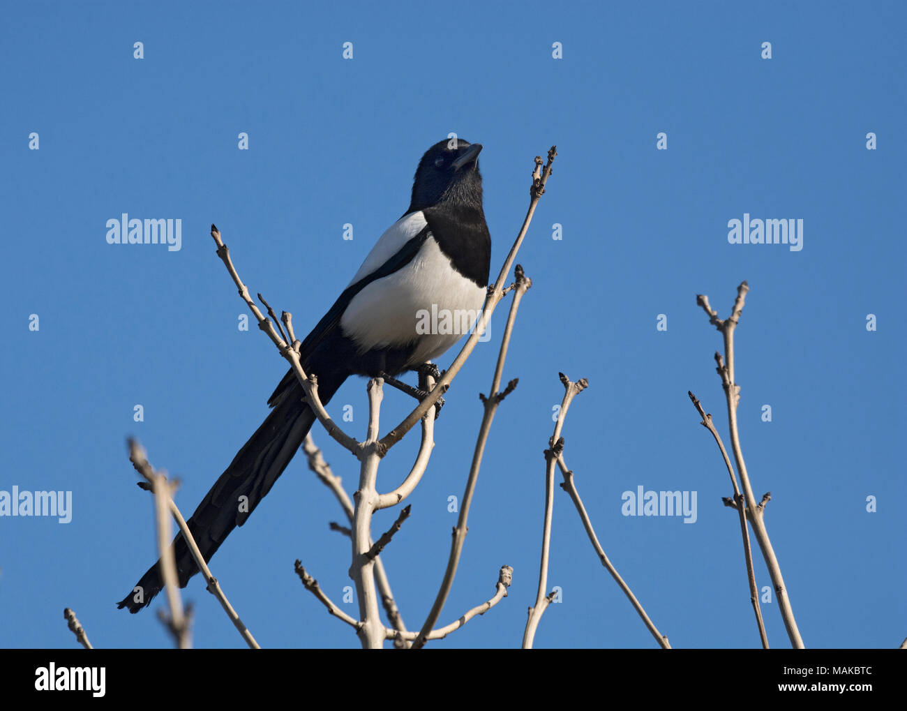 Eurasian gazza, comune gazza, Pica pica, arroccato sulla cima dell'albero contro un semplice sfondo blu, Lancashire, Regno Unito Foto Stock