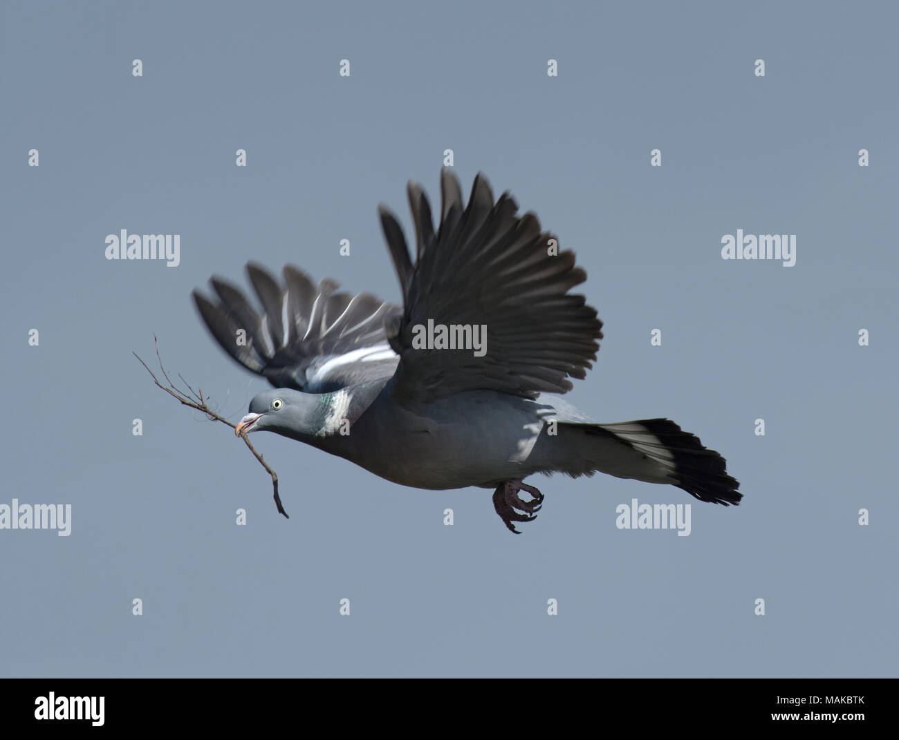 Woodpigeon Columba palumbus, in volo con materiale di nidificazione nel suo becco, Lancashire, Regno Unito Foto Stock