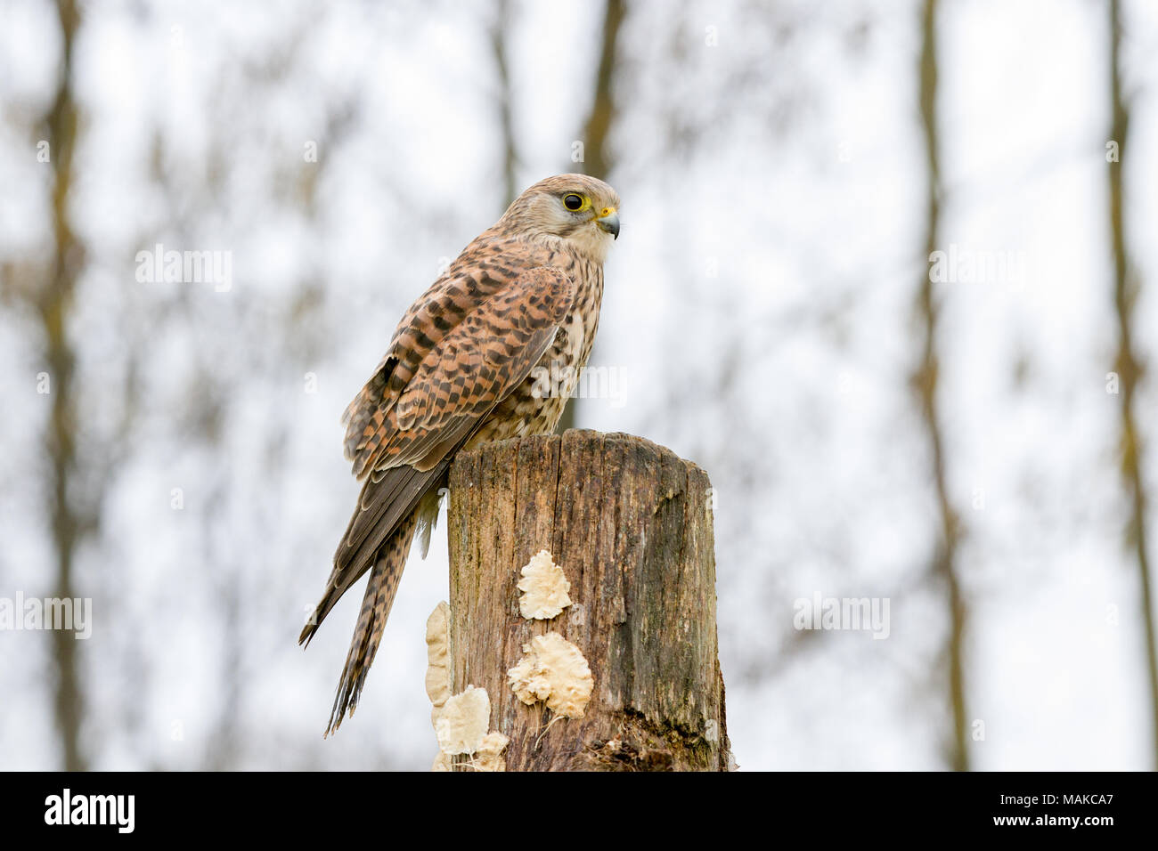 Unione Gheppio (Falco tinnunculus) appollaiato sul ceppo di albero, Regno Unito Foto Stock