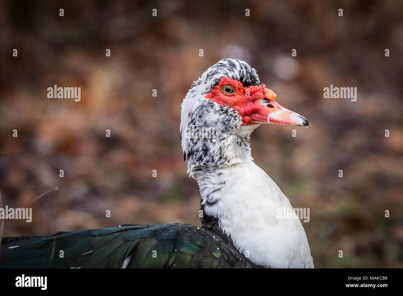 Un anatra muta poggia a terra, prendendo una pausa da un breve volo. Foto Stock