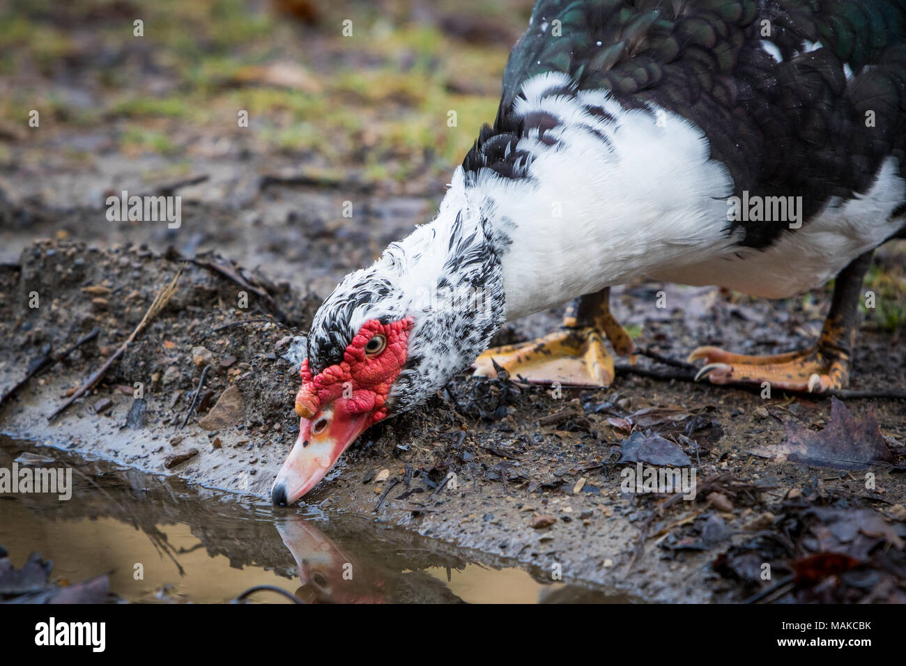 Un anatra muta poggia a terra, prendendo una pausa da un breve volo. Foto Stock