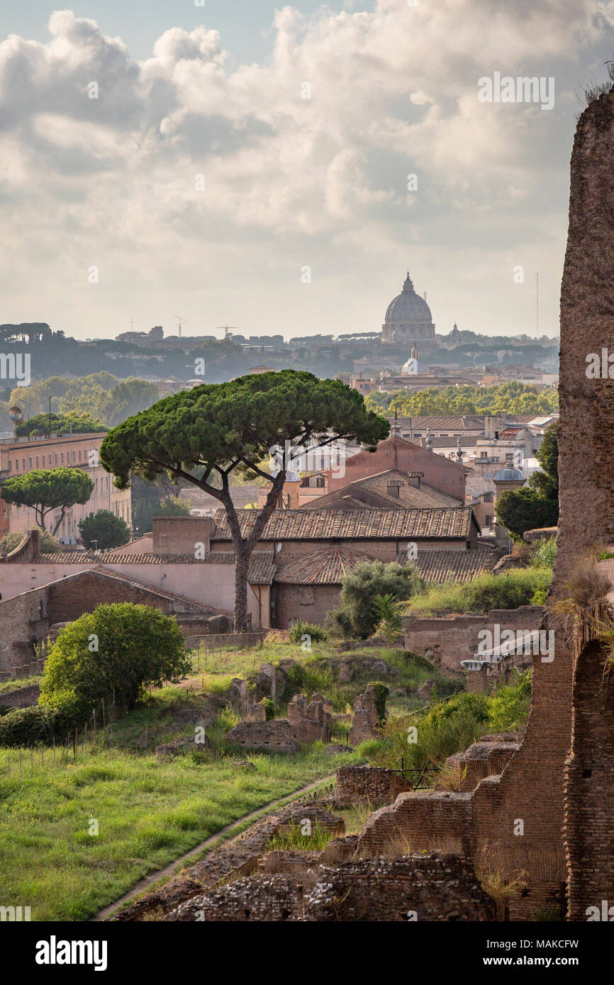 Un iconico vista in tutta Roma è la pietra italiana (pino o ombrello di pino e di Parasol pino) visto qui crescente tra i ruderi sul Colle Palatino lo Foto Stock