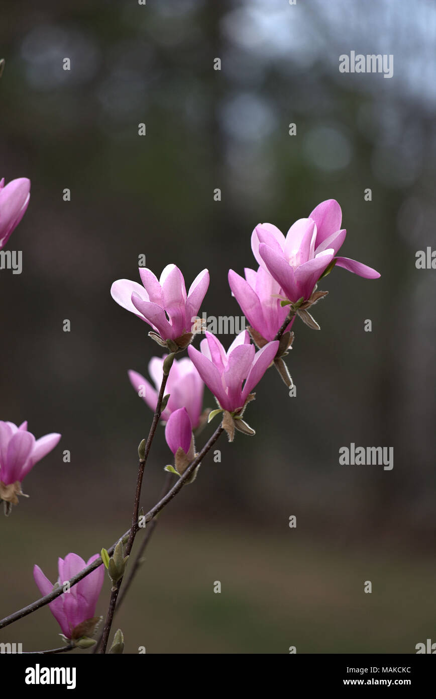 Albero di Magnolia fiorisce Foto Stock