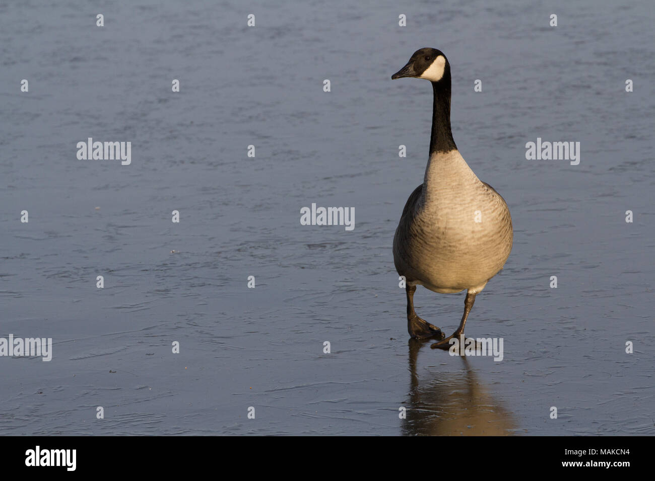 Canada Goose (Branta canadensis) Passeggiate sul ghiaccio, Regno Unito Foto Stock