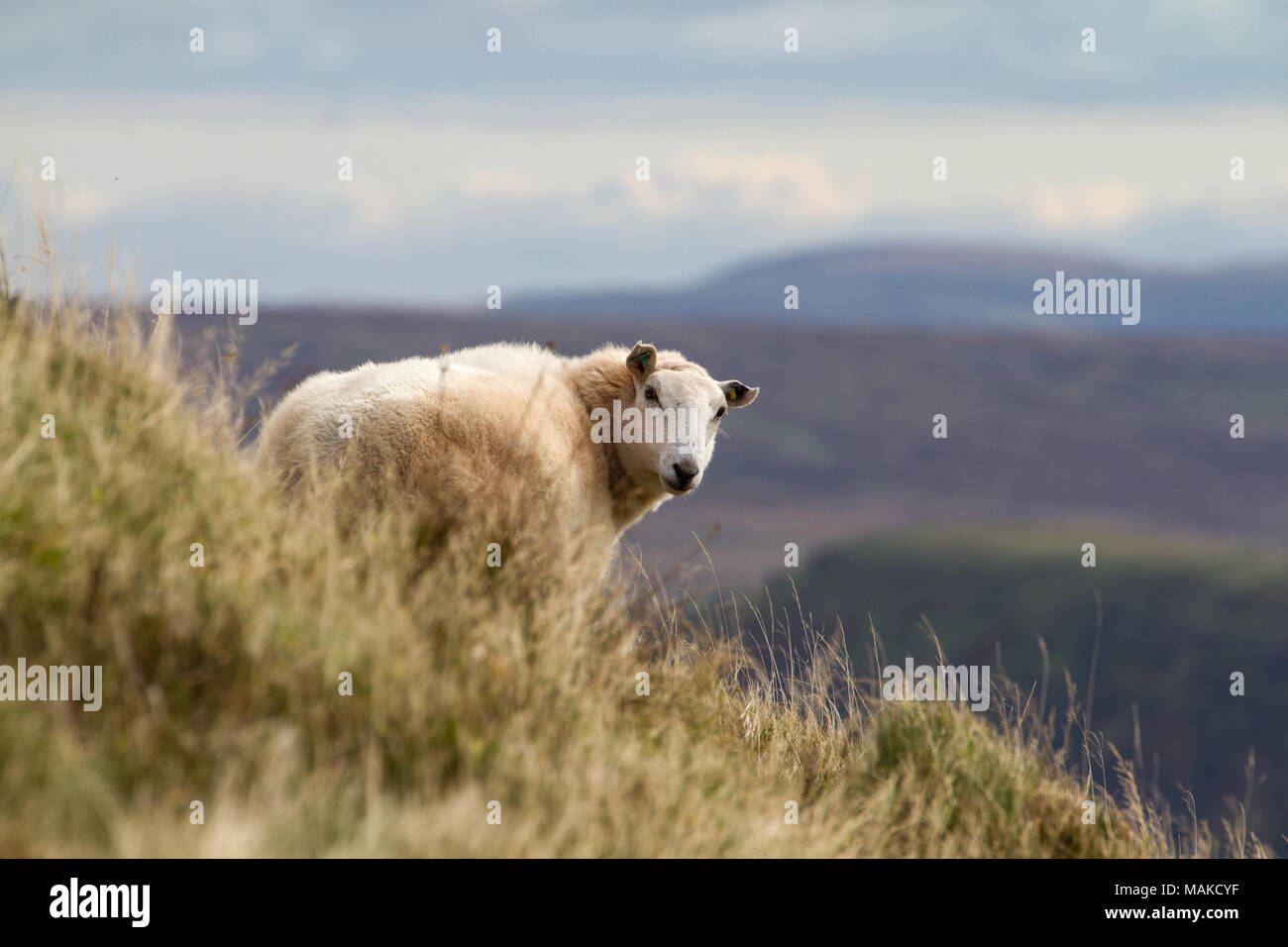 Pecora su rurale collinare gallese in Brecon Beacons, Wales, Regno Unito Foto Stock