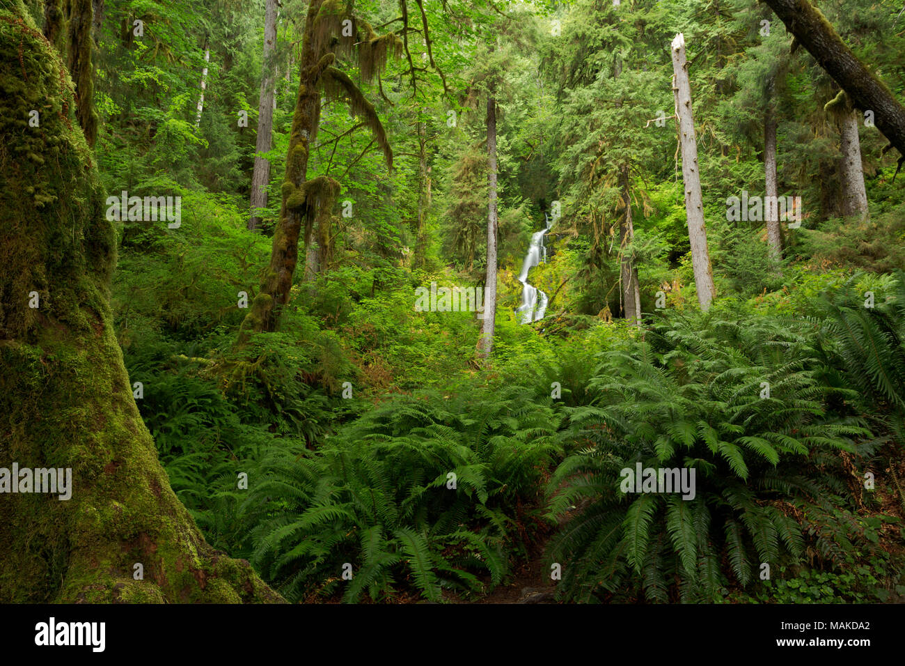 WA15001-00...WASHINGTON - Minerali Creek Falls dall'Hoh River Trail nel Parco Nazionale di Olympic. Foto Stock