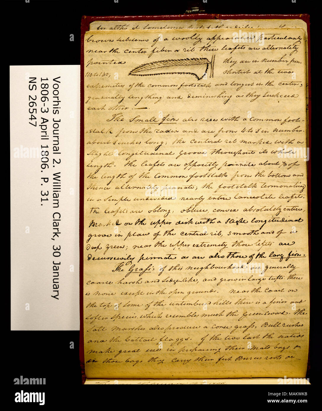 "Sostanza marrone di wooly aspetto. . .' Include disegno di "foglia di felce [Natale, felce Polystichum munitum]." Titolo: Clark Family collection: Volume 2. Voorhis Gazzetta n. 2, pagina 31, 13 febbraio 1806 . Il 13 febbraio 1806. Clark, William, 1770-1838 Foto Stock